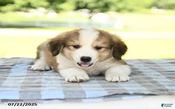 Great Pyrenees dogs for sale: Leroy - Image 1