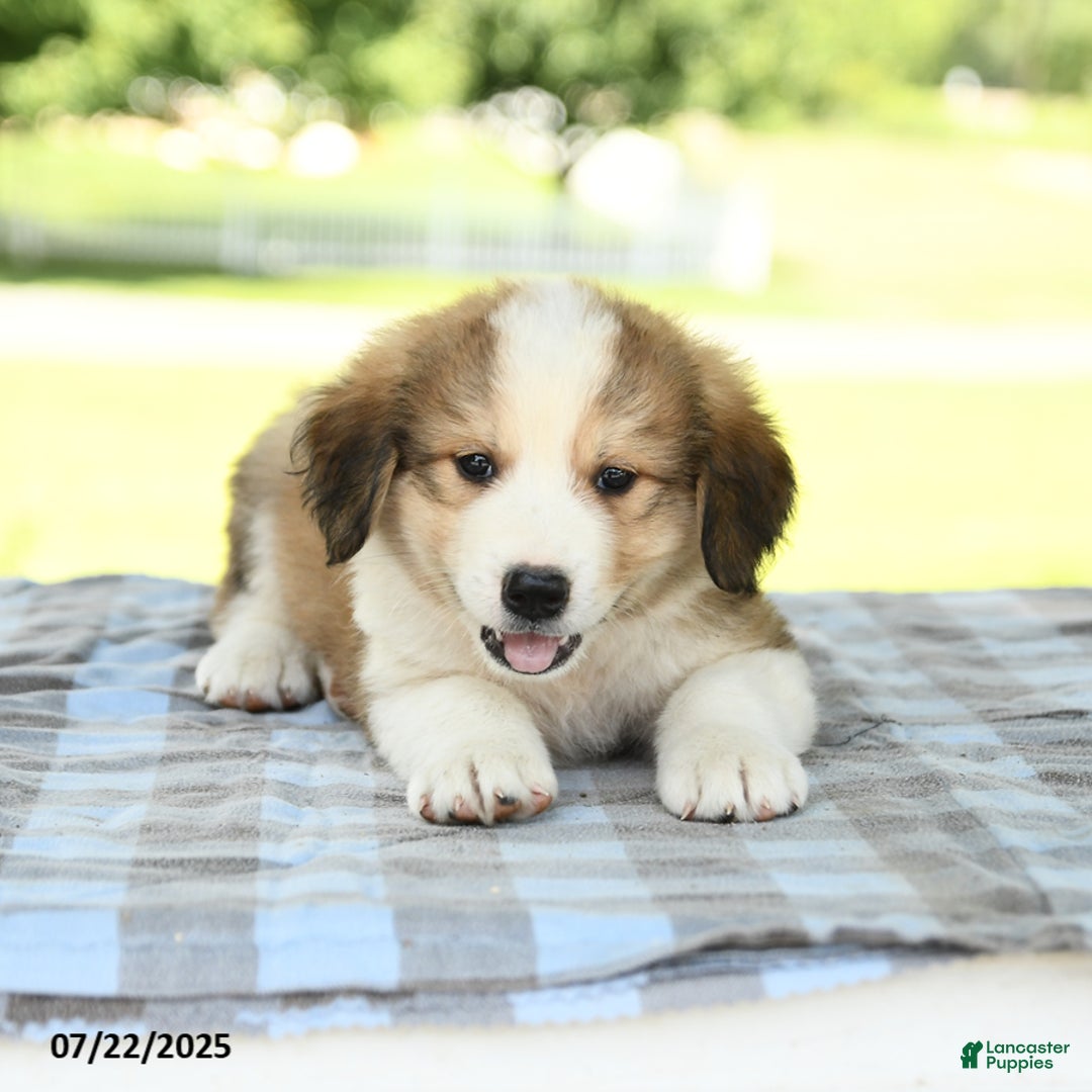 Great Pyrenees dogs for sale: Leroy - Image 1