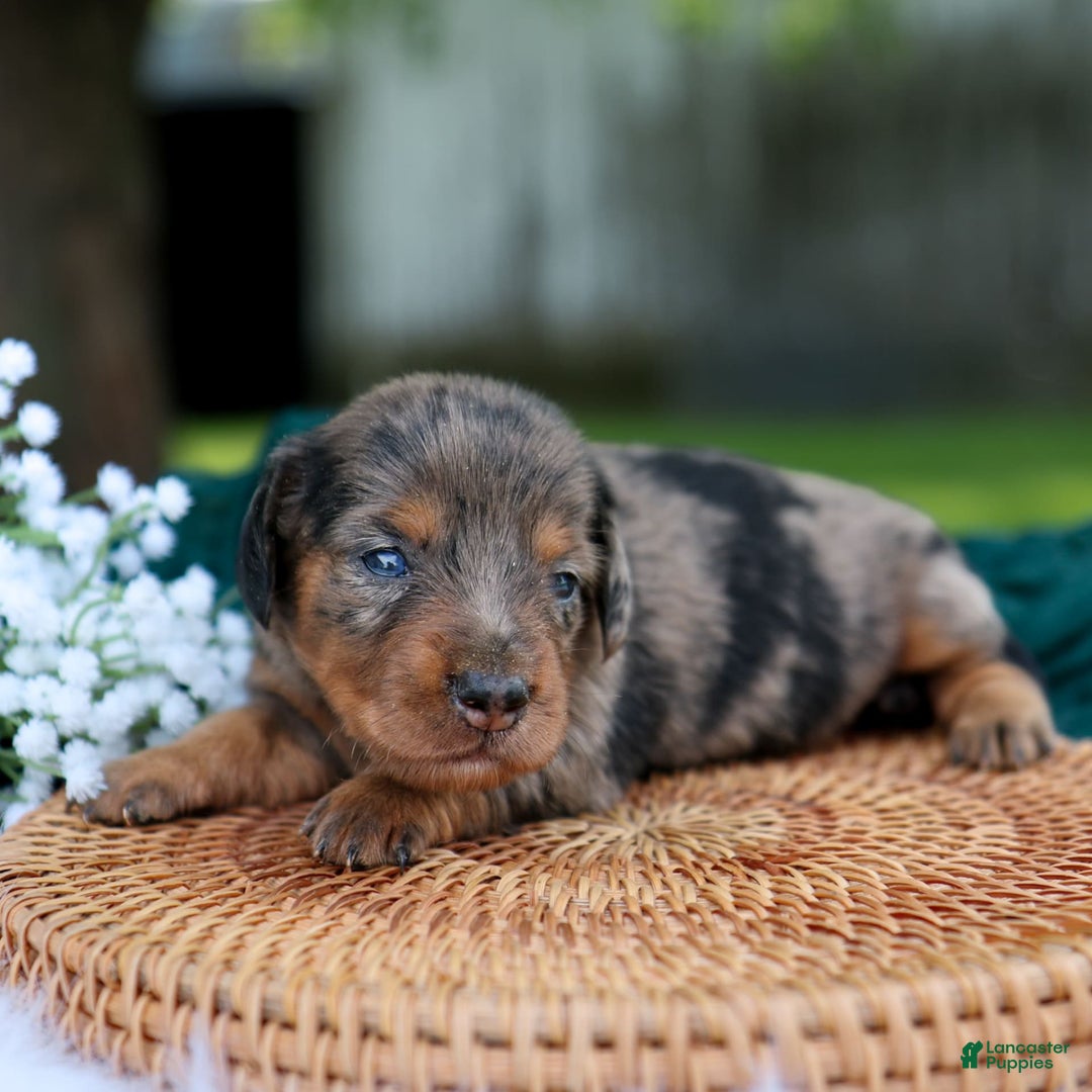 Miniature Dachshund dogs for sale: Sierra - Image 1