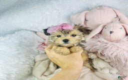 Morkie dogs for sale: Amal - Image 3