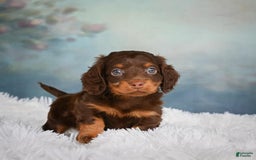 Miniature Dachshund dogs for sale: Benji - Image 8