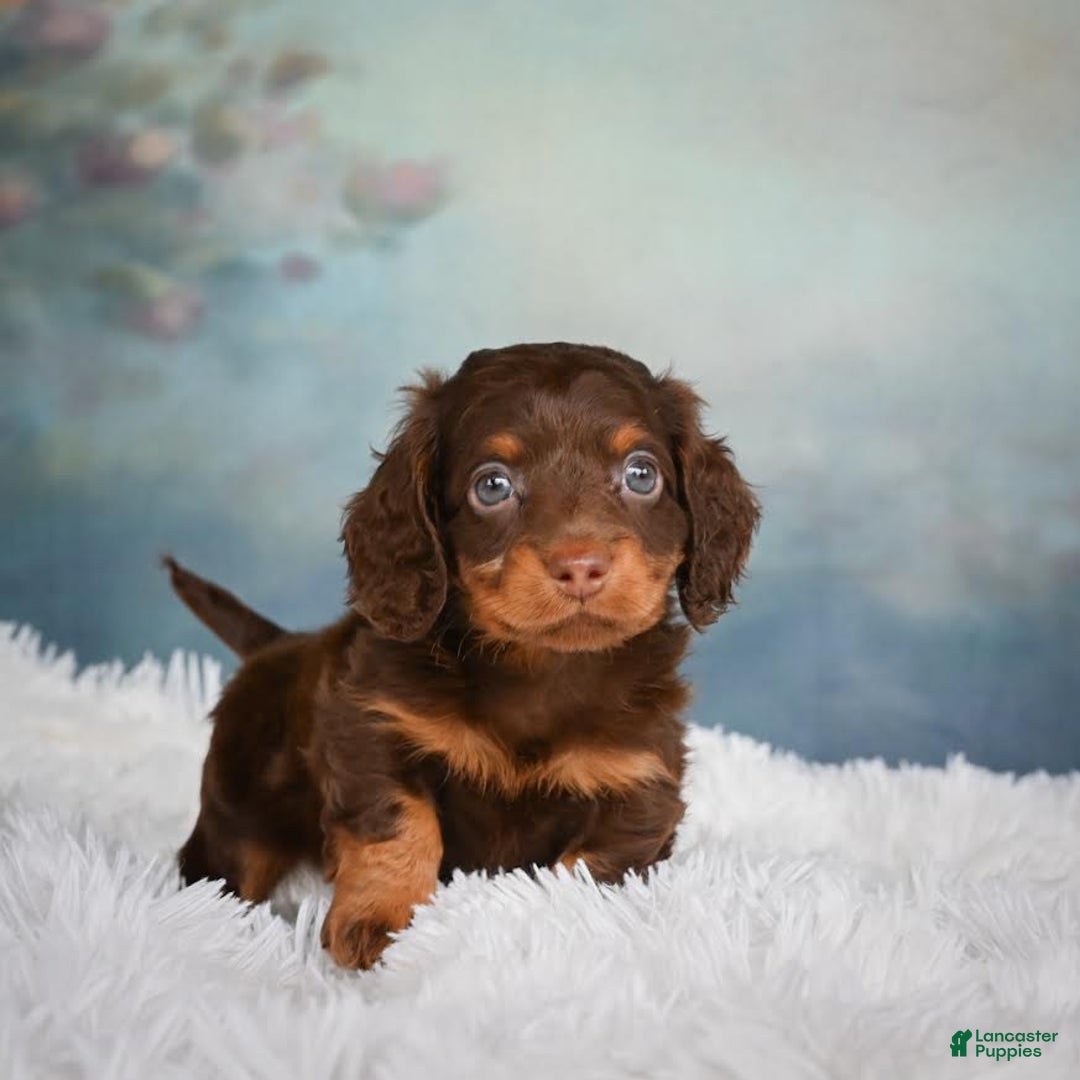 Miniature Dachshund dogs for sale: Benji - Image 8