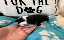 Old English Sheepdog dogs for sale: Yellow Girl - Image 11