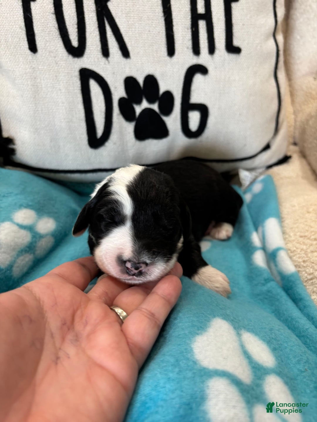 Old English Sheepdog dogs for sale: Yellow Girl - Image 11