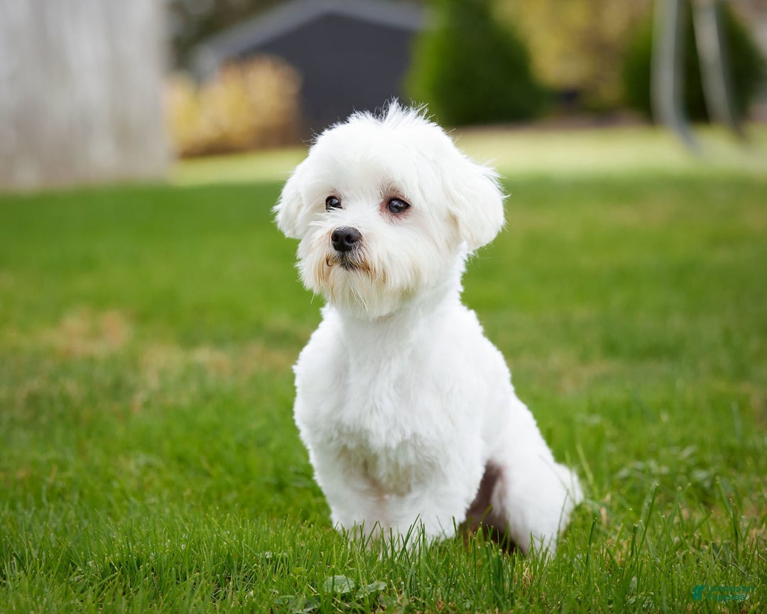 Maltipoo dogs for sale: Vander - Image 11