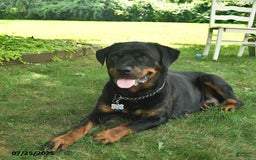 Rottweiler dogs for sale: Rosie - Image 6