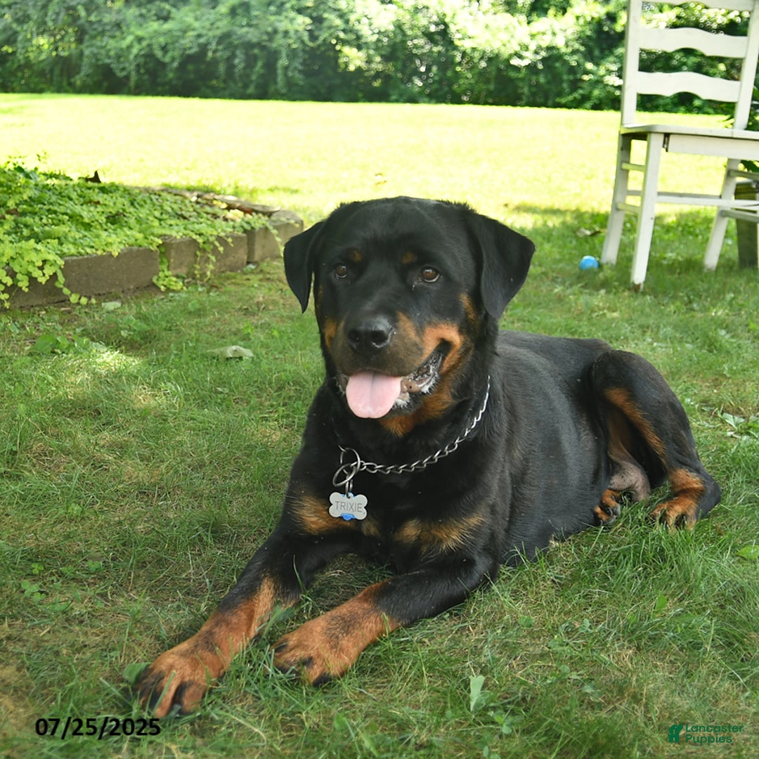 Rottweiler dogs for sale: Rosie - Image 6