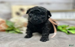 Miniature Poodle dogs for sale: Tasha - Image 6