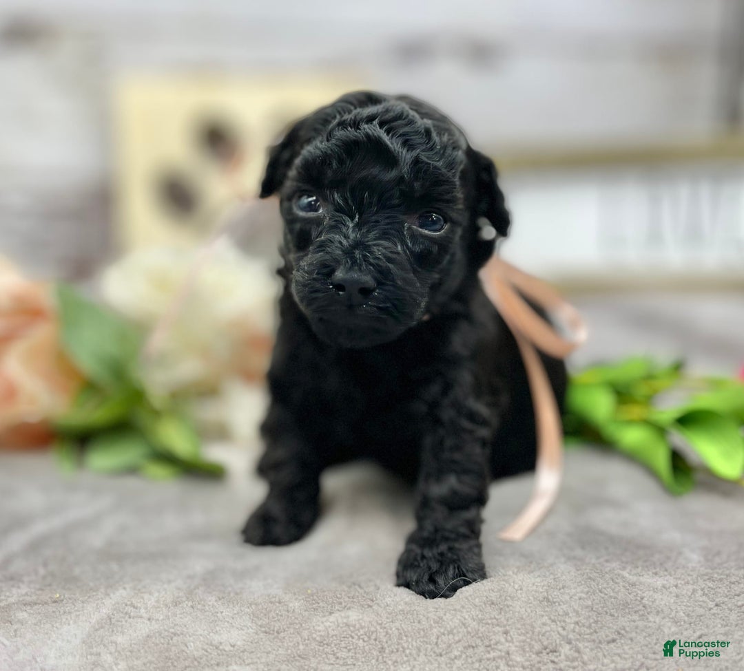 Miniature Poodle dogs for sale: Tasha - Image 6