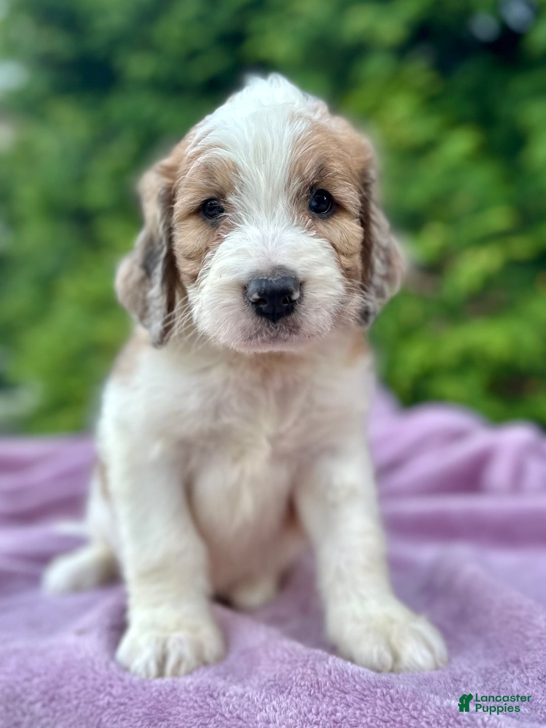 Saint Berdoodles dogs for sale: Beauty - Image 1