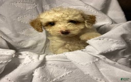 Mini Goldendoodle dogs for sale: Cooper - Image 28