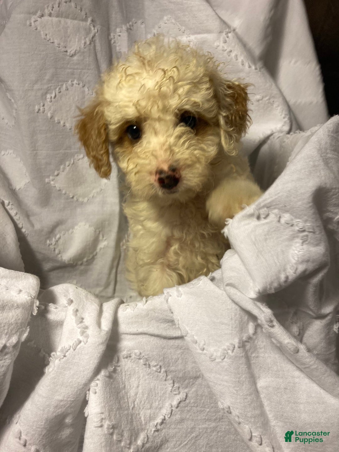 Mini Goldendoodle dogs for sale: Cooper - Image 28