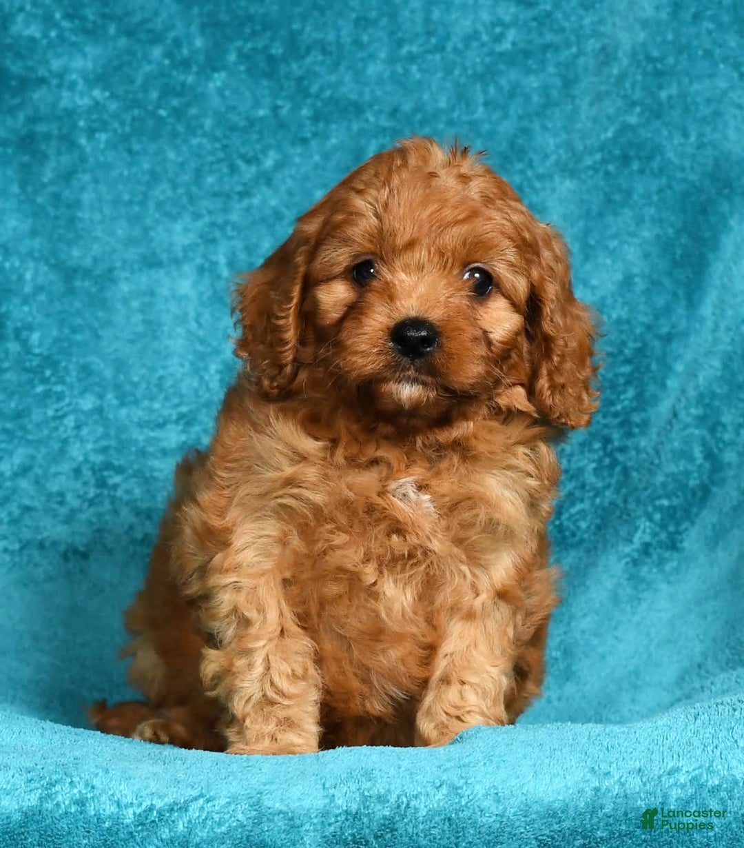 Cavapoo dogs for sale: Mandy - Image 4