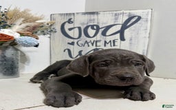 Cane Corso dogs for sale: Ace - Image 3