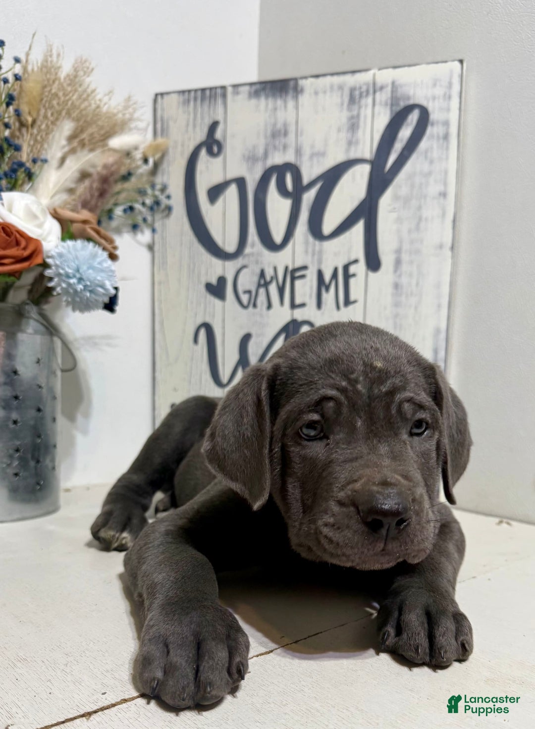 Cane Corso dogs for sale: Ace - Image 3