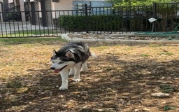 Siberian Husky dogs for sale: Nikiski - Image 3