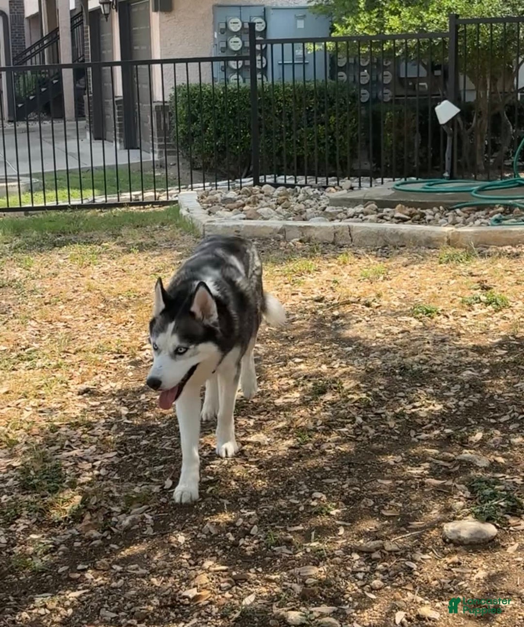 Siberian Husky dogs for sale: Nikiski - Image 3