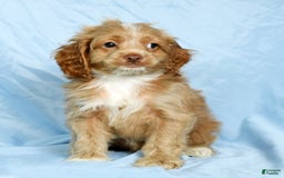 Cockapoo dogs for sale: Vince - Image 7