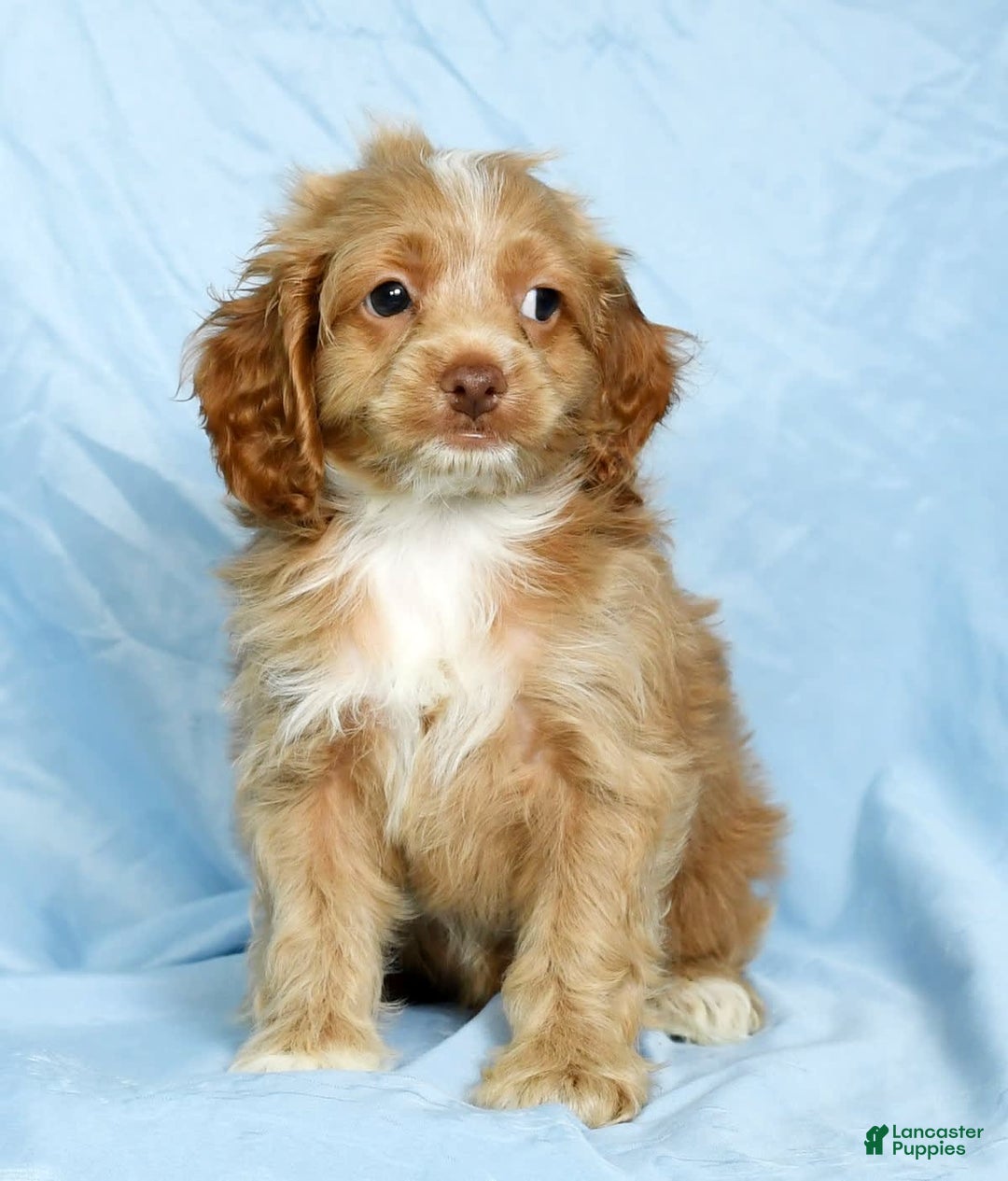 Cockapoo dogs for sale: Vince - Image 7