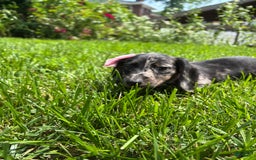 Miniature Dachshund dogs for sale: Millie - Image 1