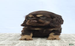 Cocker Spaniel dogs for sale: Ranger - Image 1