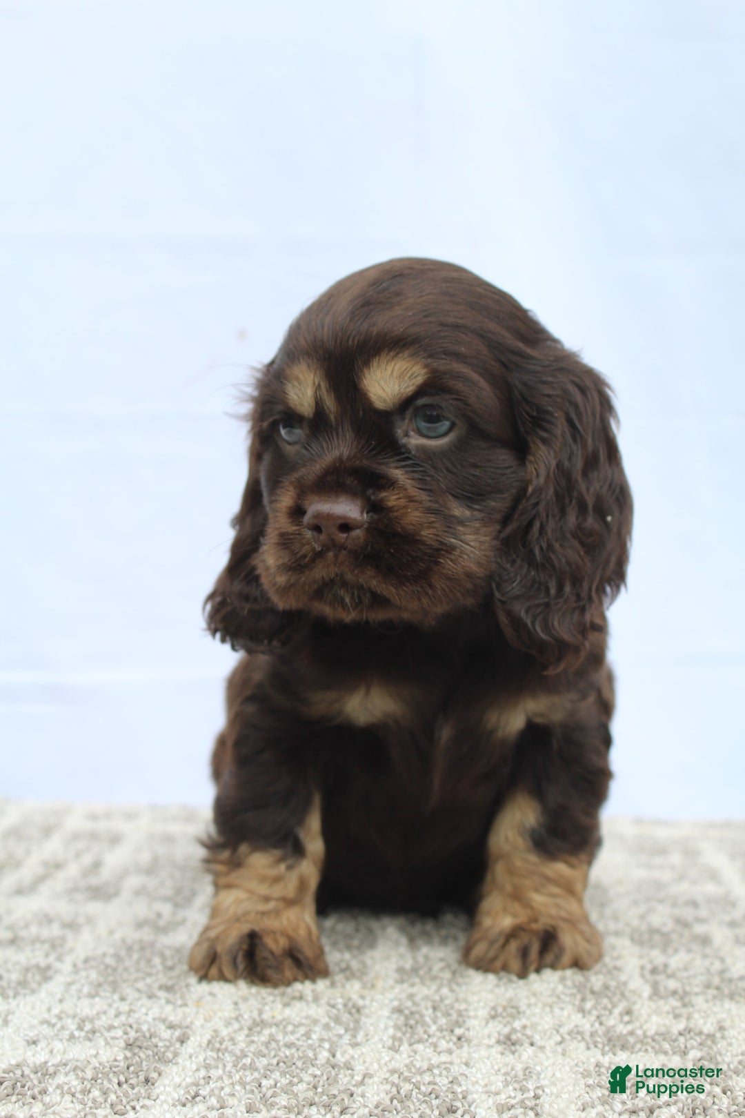 Cocker Spaniel dogs for sale: Ranger - Image 1