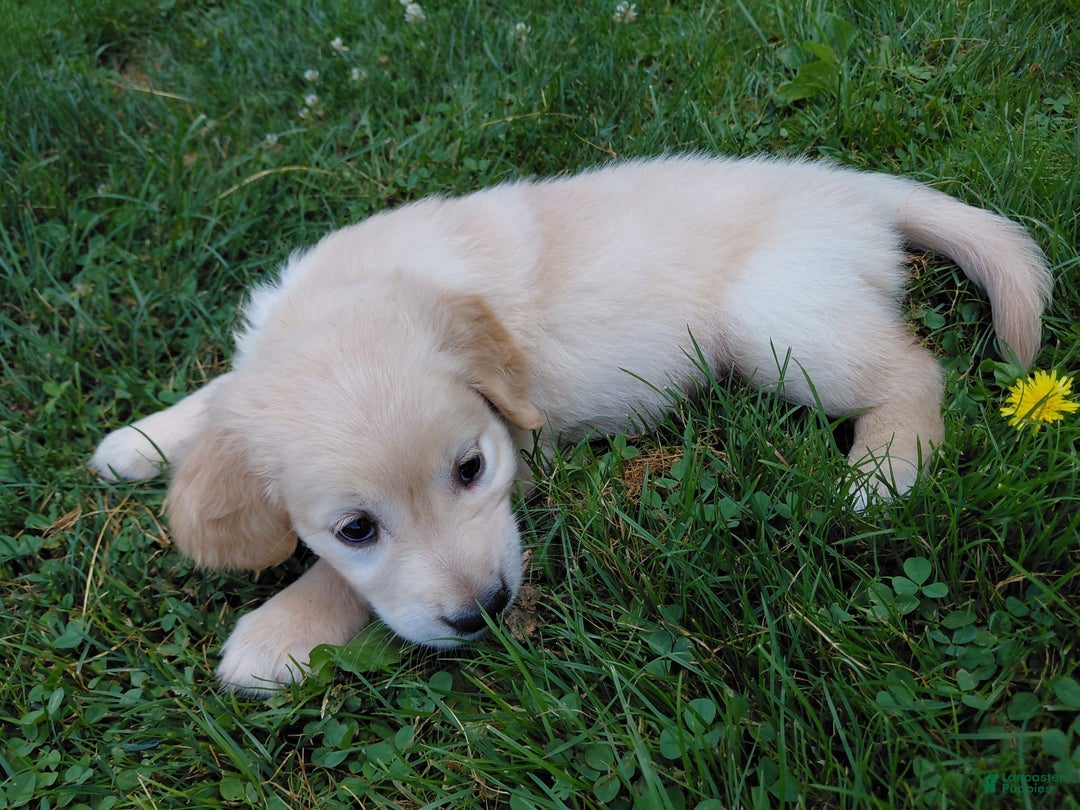 Golden Retriever dogs for sale: Prairie - Image 12