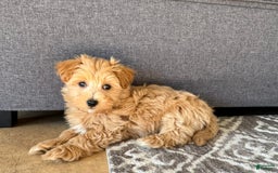 Maltipoo dogs for sale: Gordie - Image 7
