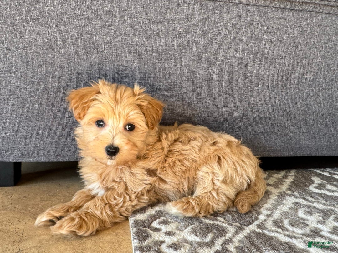 Maltipoo dogs for sale: Gordie - Image 7