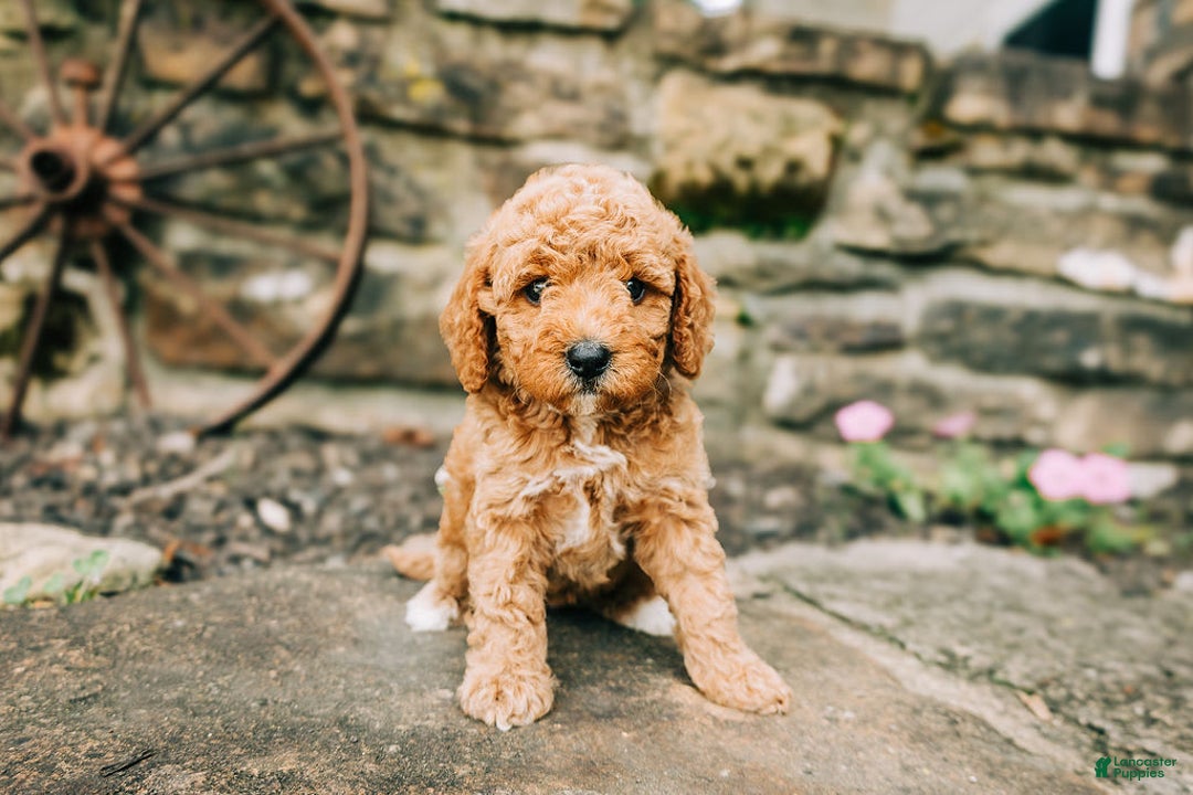 Cavapoo dogs for sale: Leia - Image 3