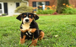 Greater Swiss Mountain Dog dogs for sale: Cheyenne - Image 12