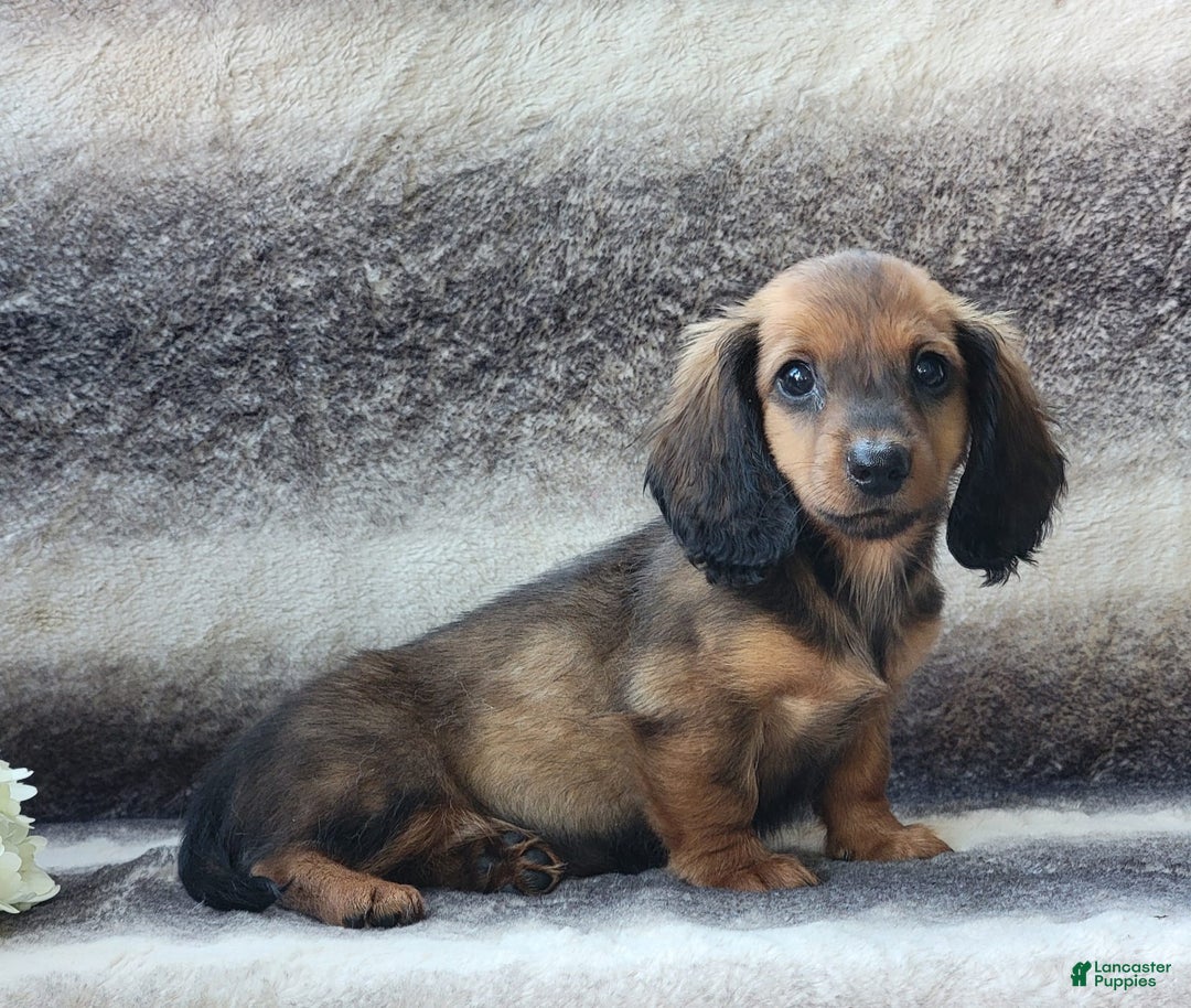 Miniature Dachshund dogs for sale: Trooper - Image 3