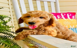 Mini Goldendoodle dogs for sale: Donut - Image 12