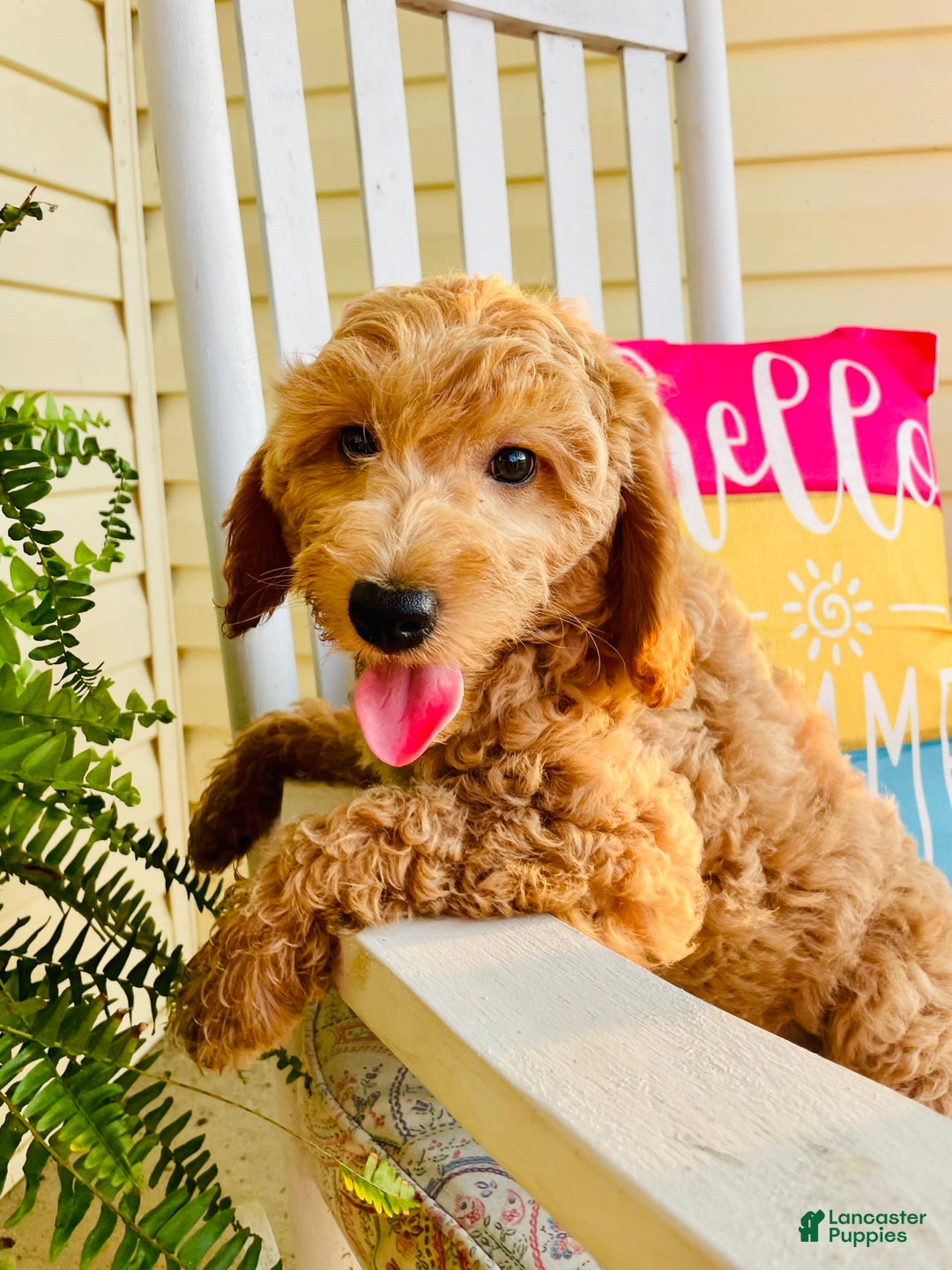 Mini Goldendoodle dogs for sale: Donut - Image 12