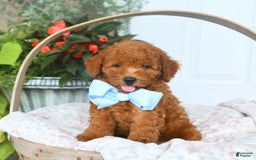 Bichpoo dogs for sale: Miller - Image 1