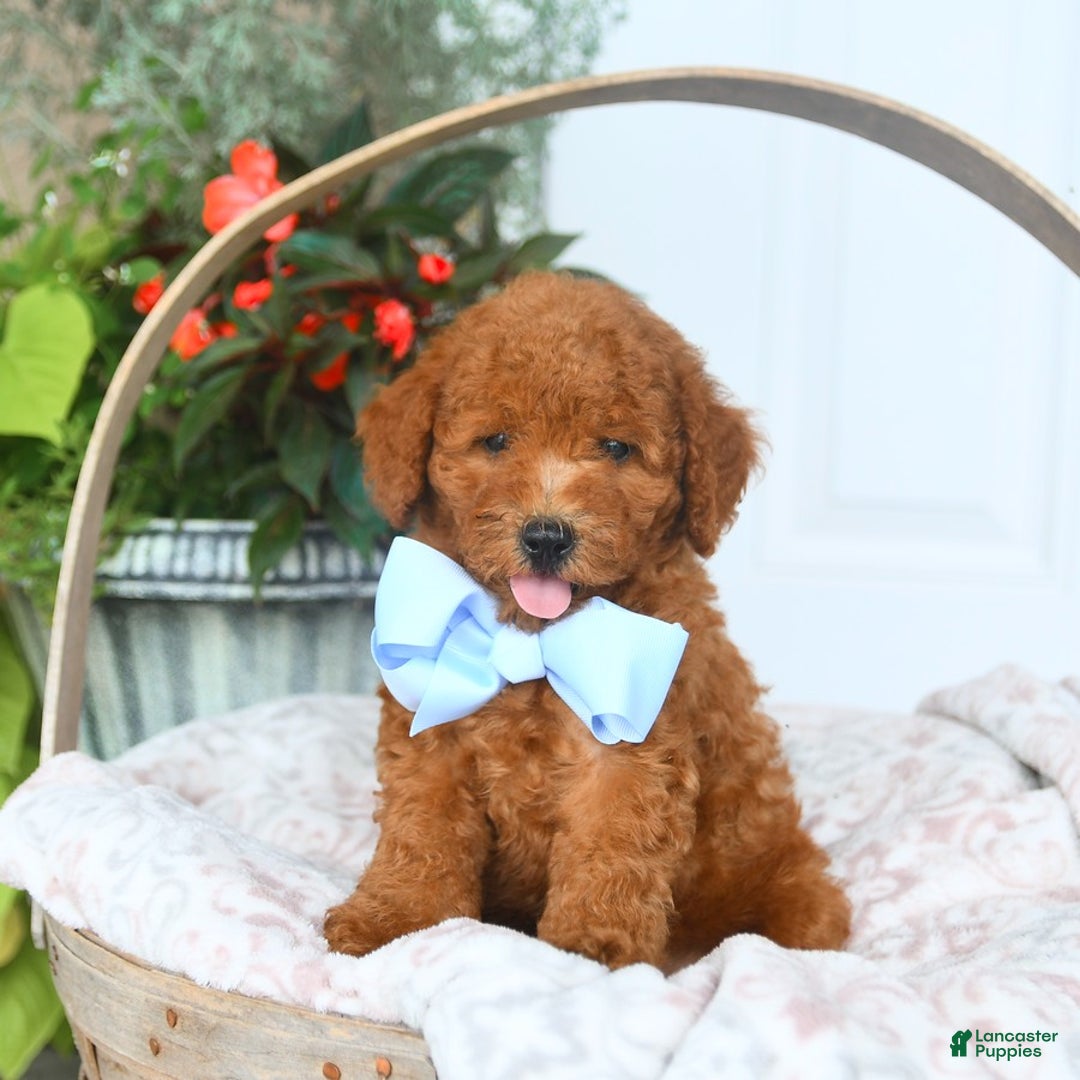 Bichpoo dogs for sale: Miller - Image 1