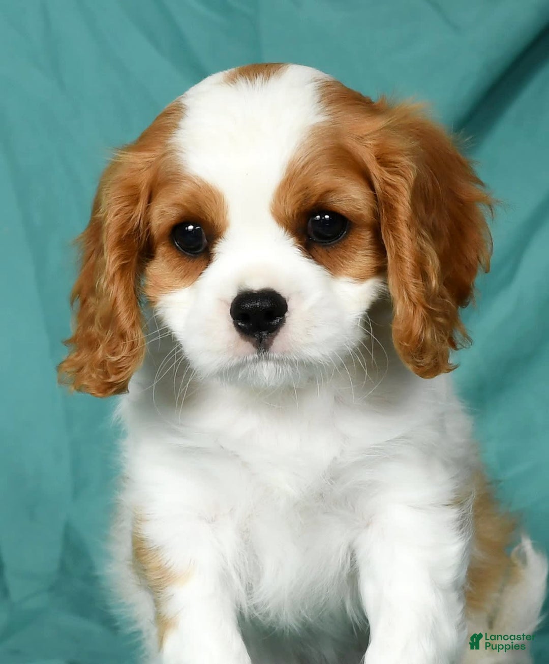 Cavalier King Charles Spaniel dogs for sale: Isaiah - Image 6