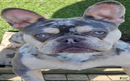 French Bulldog dogs for sale: Lita - Image 4