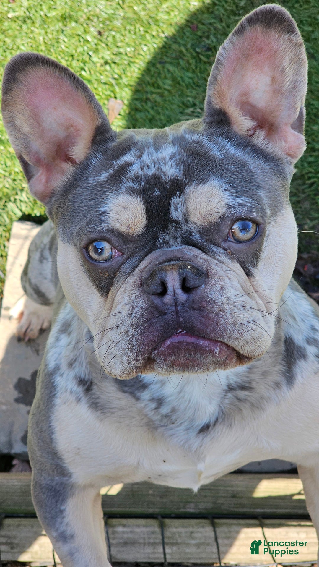 French Bulldog dogs for sale: Lita - Image 4