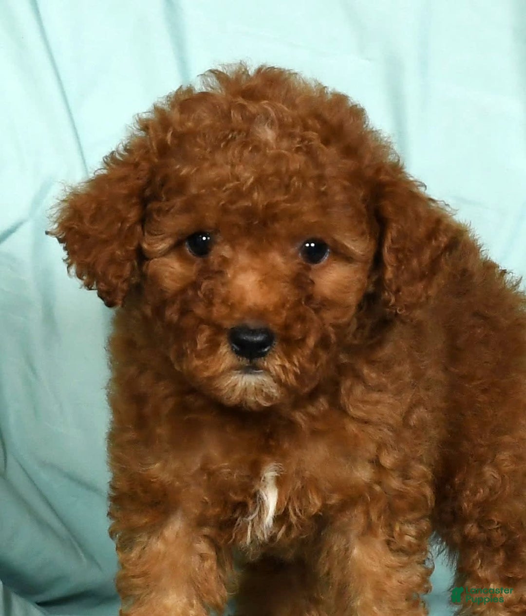 Mini Goldendoodle dogs for sale: Daisy - Image 2