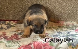 German Shepherd dogs for sale: Calaylah - Image 5