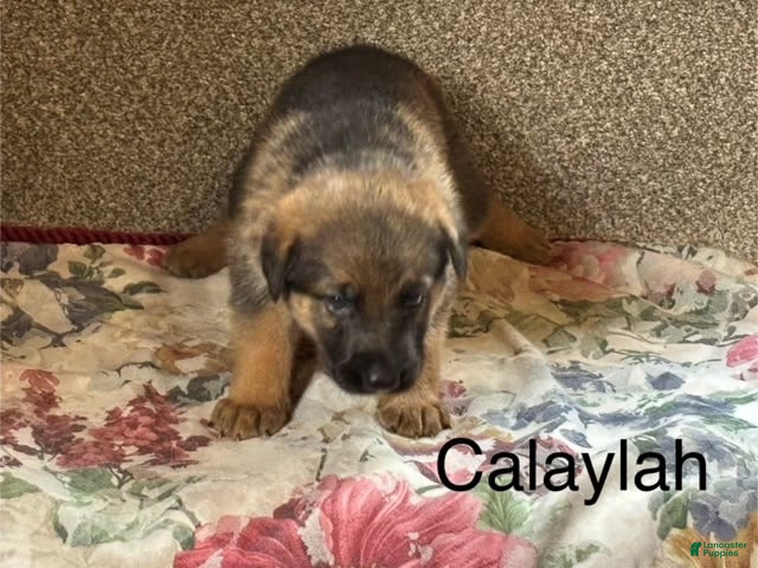 German Shepherd dogs for sale: Calaylah - Image 5