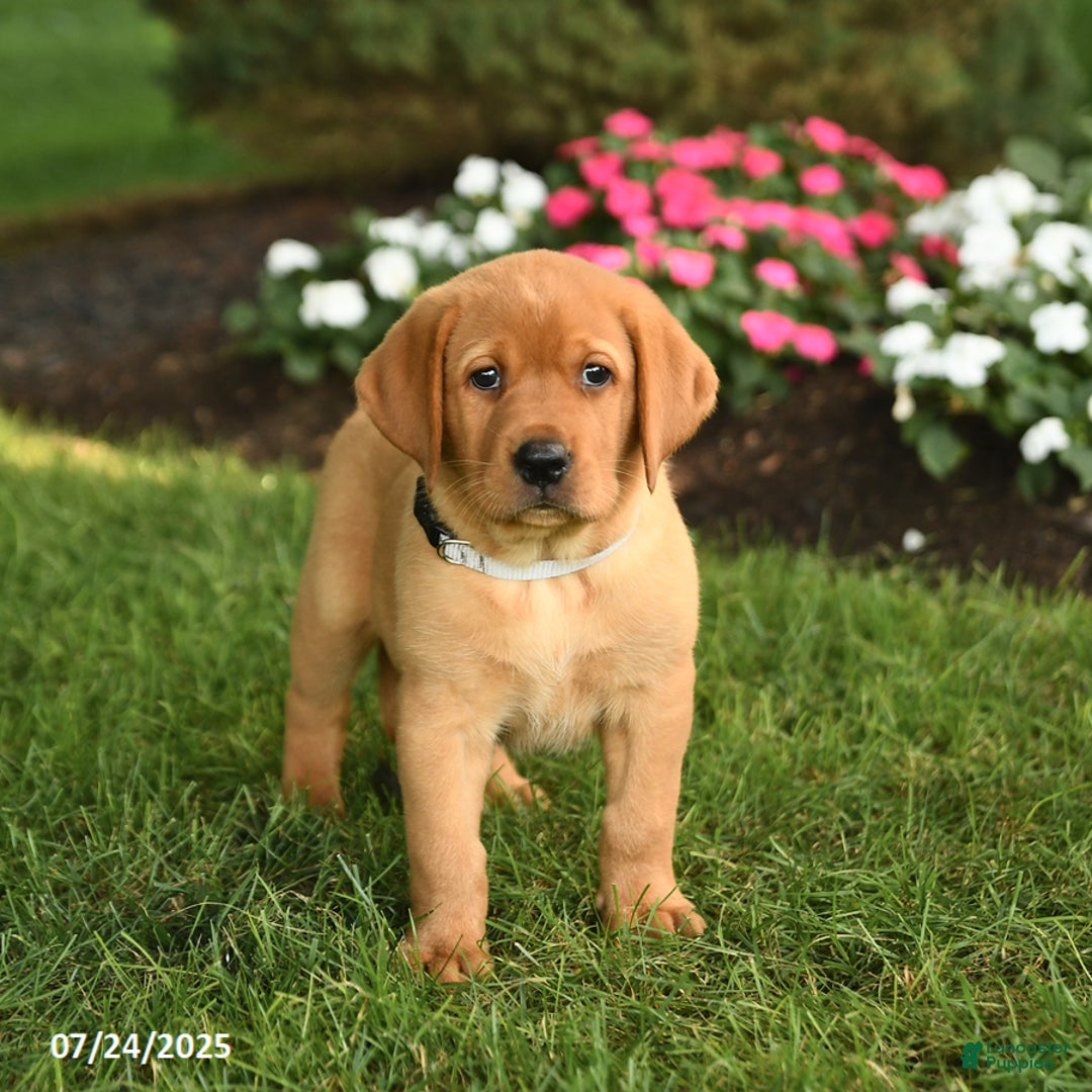 Labrador Retriever dogs for sale: Stella - Image 4