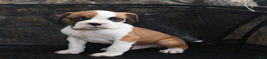 Charkey