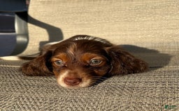 Miniature Dachshund dogs for sale: Reid - Image 5