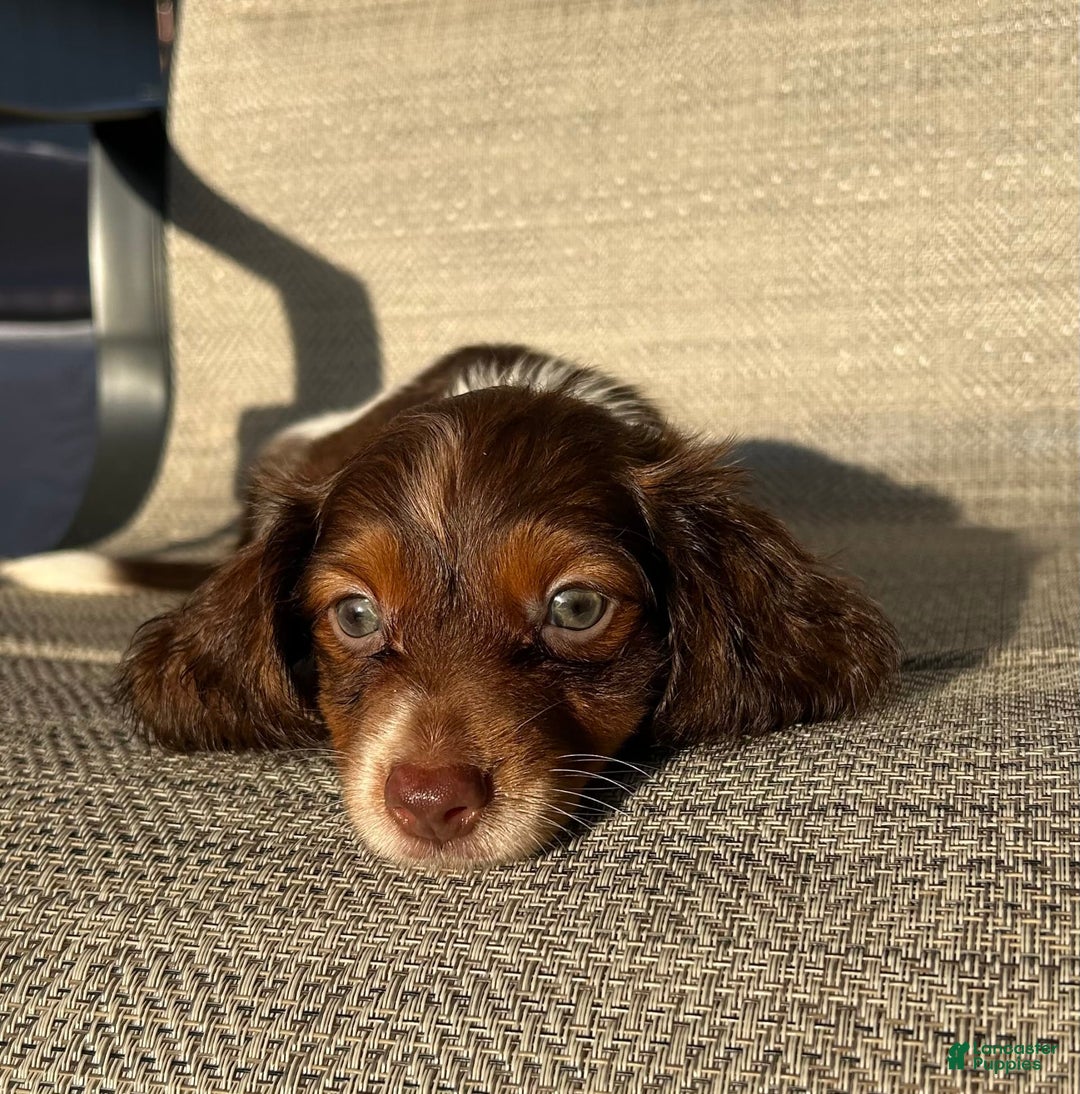 Miniature Dachshund dogs for sale: Reid - Image 5