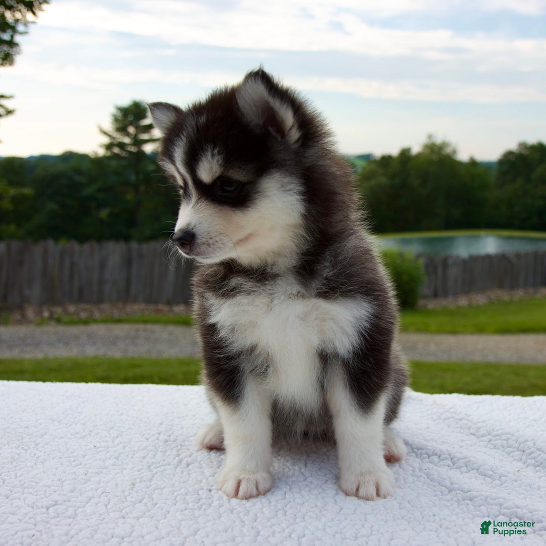 Pomsky dogs for sale: Libby - Image 11