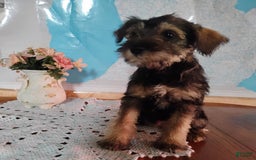Miniature Schnauzer dogs for sale: Cody - Image 3