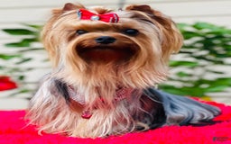 Yorkshire Terrier dogs for sale: Ch. Tiny Eclipse X Luke - Image 5