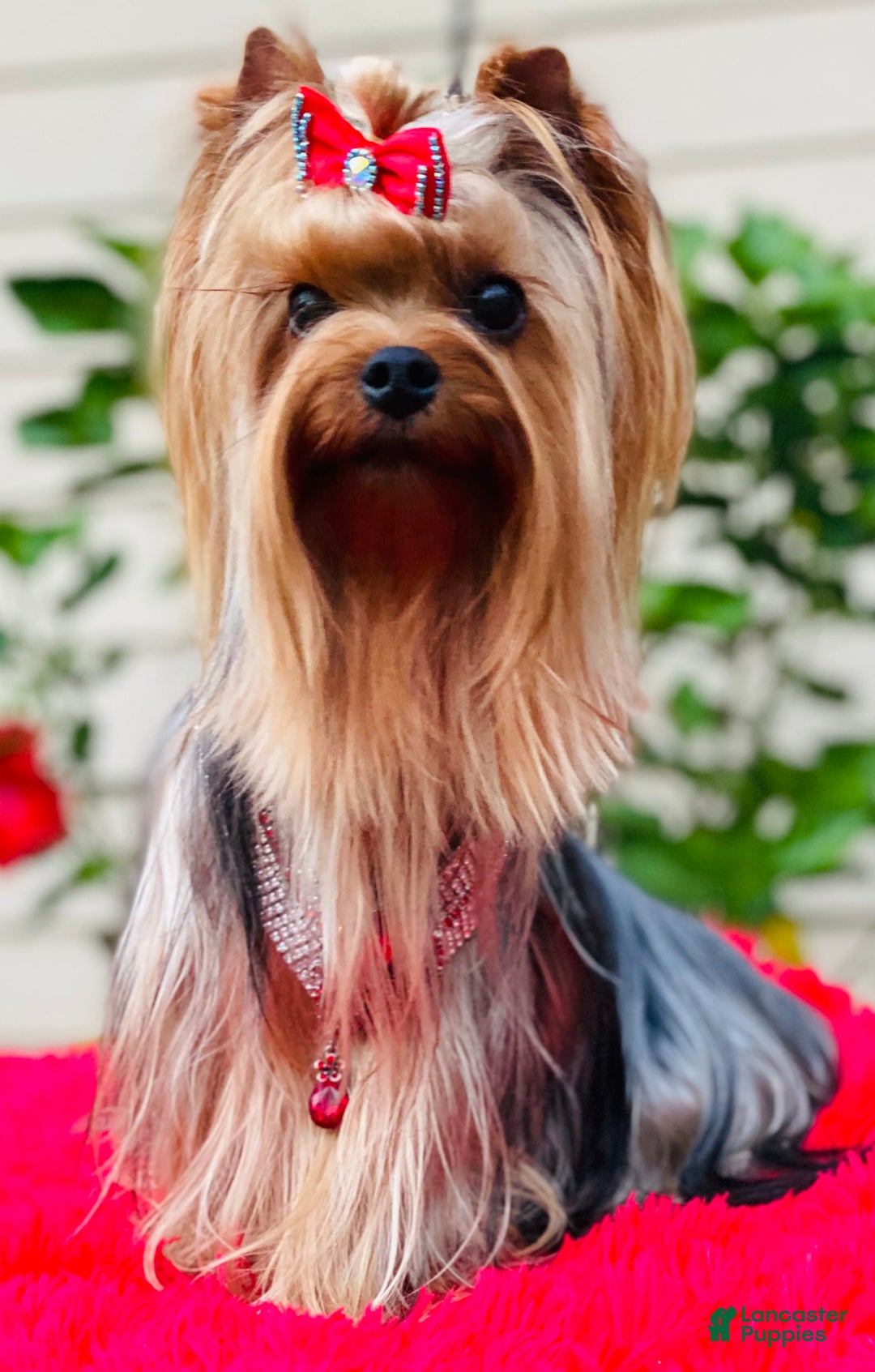 Yorkshire Terrier dogs for sale: Ch. Tiny Eclipse X Luke - Image 5